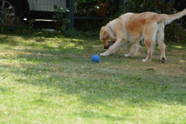 Labrador köpeği topla oynuyor.