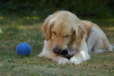 Tatlı Golden Retriever köpeği oyuncakla oynuyor