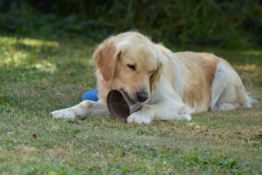 Köpek topla oynuyor.