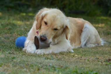 Toplu golden retriever köpeği