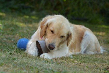 Bahçede oynayan köpek
