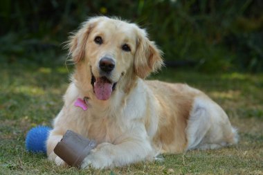 Şirin bir köpeğin portresi.