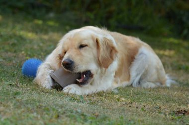 Şirin labrador av köpeği çimenlerde oynuyor.