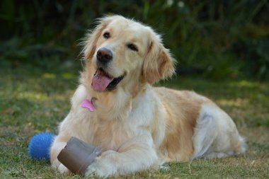 Golden retriever köpek yavrusu bahçede