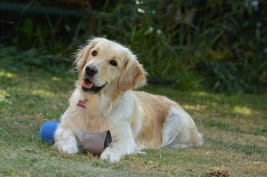 Beyaz bir arka plan ile köpek