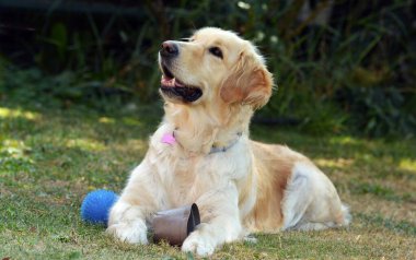 Mavi gözlü golden retriever