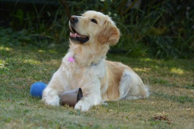 Bir köpek oyuncakla oynuyor.