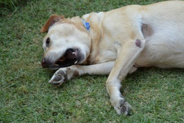Çimlerin üzerindeki köpek