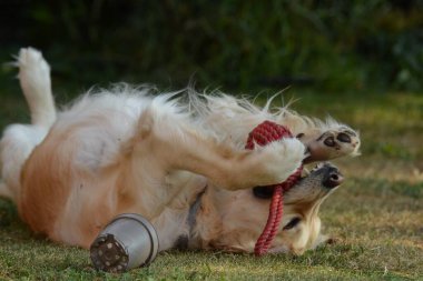 Parktaki sevimli köpek.