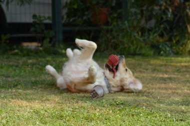 Köpek topla oynuyor.