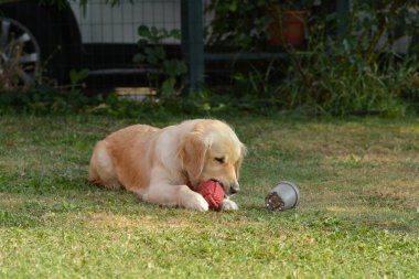 topu ile labrador retriever köpek