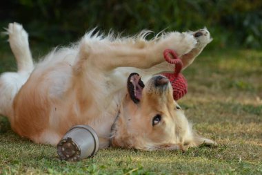 çimenlerin üzerinde oynayan köpek