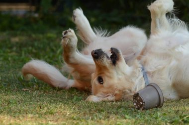 Şirin köpek yavrusu portresi