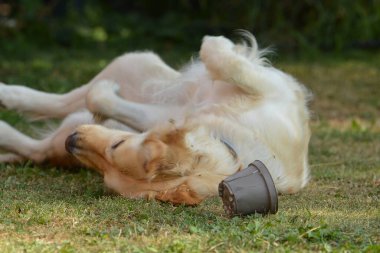 Köpek sopayla oynuyor.