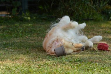 Şirin bir köpeğin portresi.