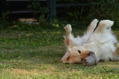 Şirin bir köpeğin portresi