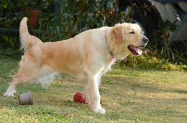 Şirin bir köpeğin portresi.