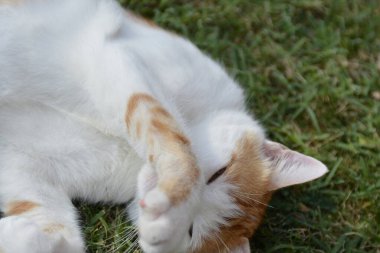 Şirin bir kedinin portresi