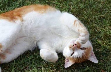 Bahçedeki kırmızı kedi