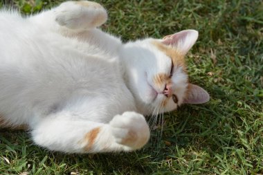 Şirin kedi çimenlerde yatıyor.