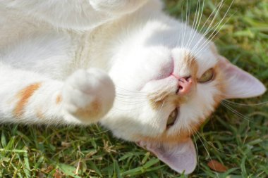 Yerde yatan beyaz ve kırmızı bir kediye yaklaş.