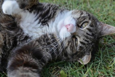 Şirin kedi çimlerin üzerinde yatıyor.