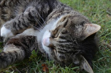 Bahçede uyuyan kedi