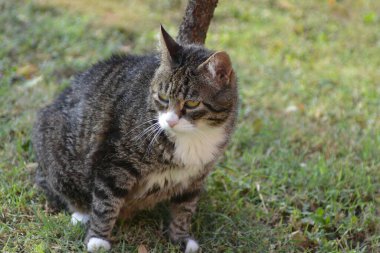 Şirin bir kedinin portresi