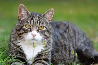 Çimenlikteki sevimli kedi