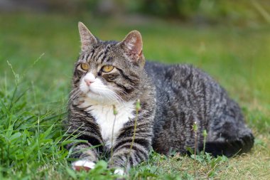 kedi içinde yeşil çimen