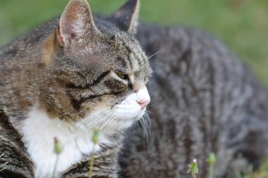 Bahçedeki bir kedinin portresi