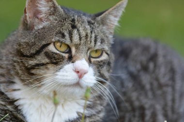 Sevimli gri bir kedinin portresi