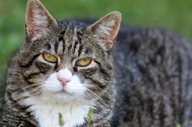 Şirin bir kedinin yakın plan fotoğrafı.