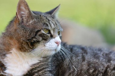 Yakından - Güzel gri kedinin portresi