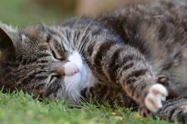 Kedi çimenlerde uyuyor.