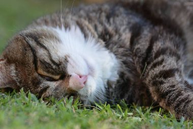 Çimlerin üzerindeki kedi