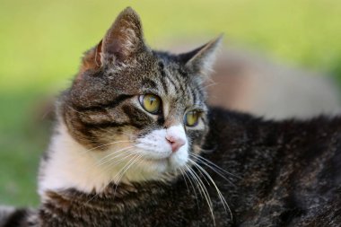 kediye yakın, seçici odaklanma