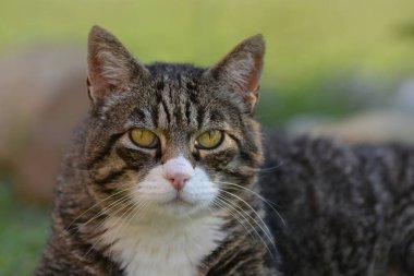 Sevimli bir kedinin portresi, hayvan.