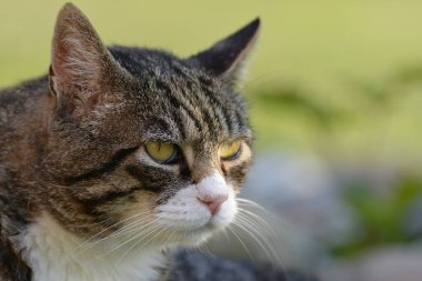 Bir kedinin portresi