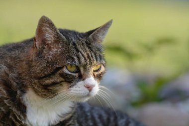 Şirin bir kedinin portresi