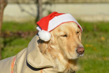 Noel şapkalı köpek portresi