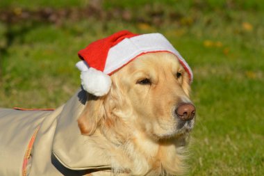 Noel Baba gibi giyinmiş golden retriever köpeği.