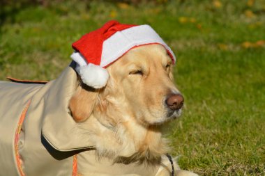Golden retriever köpeği Noel Baba şapkası takıyor.