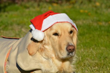 Şirin bir köpeğin portresi.