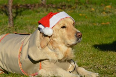 Noel Baba gibi giyinmiş şapkalı bir köpek.