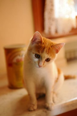 Yerdeki sevimli kedi.