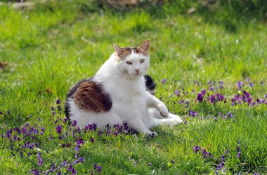 Kedi bahçede oturuyor.