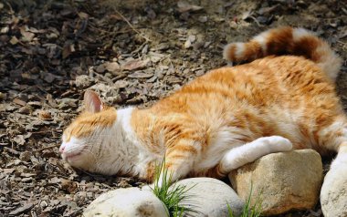 Kedi çimlerin üzerinde yatıyor.