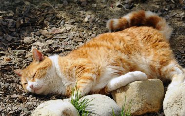 Kedi yerde yatıyor.