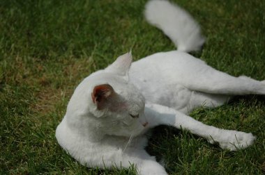 Beyaz kedi çimlerin üzerinde